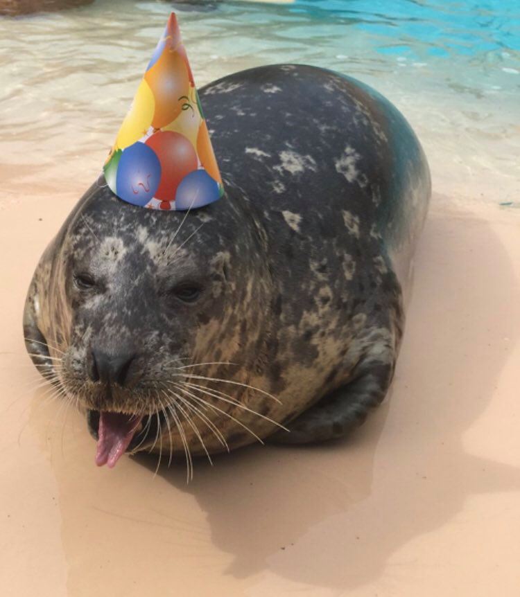 A picture of a spoiled, older seal! <3