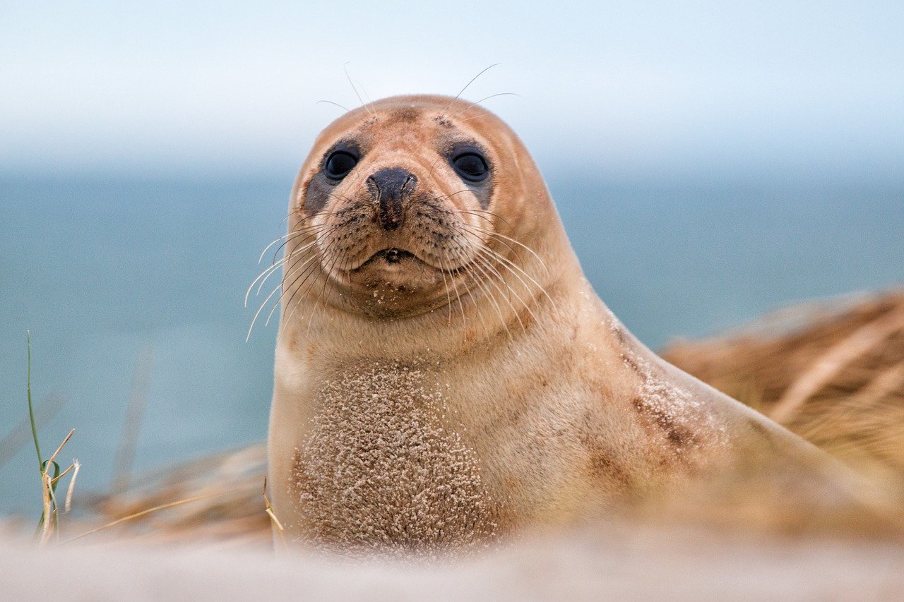 A picture of a ravishing, full-figured seal! <3