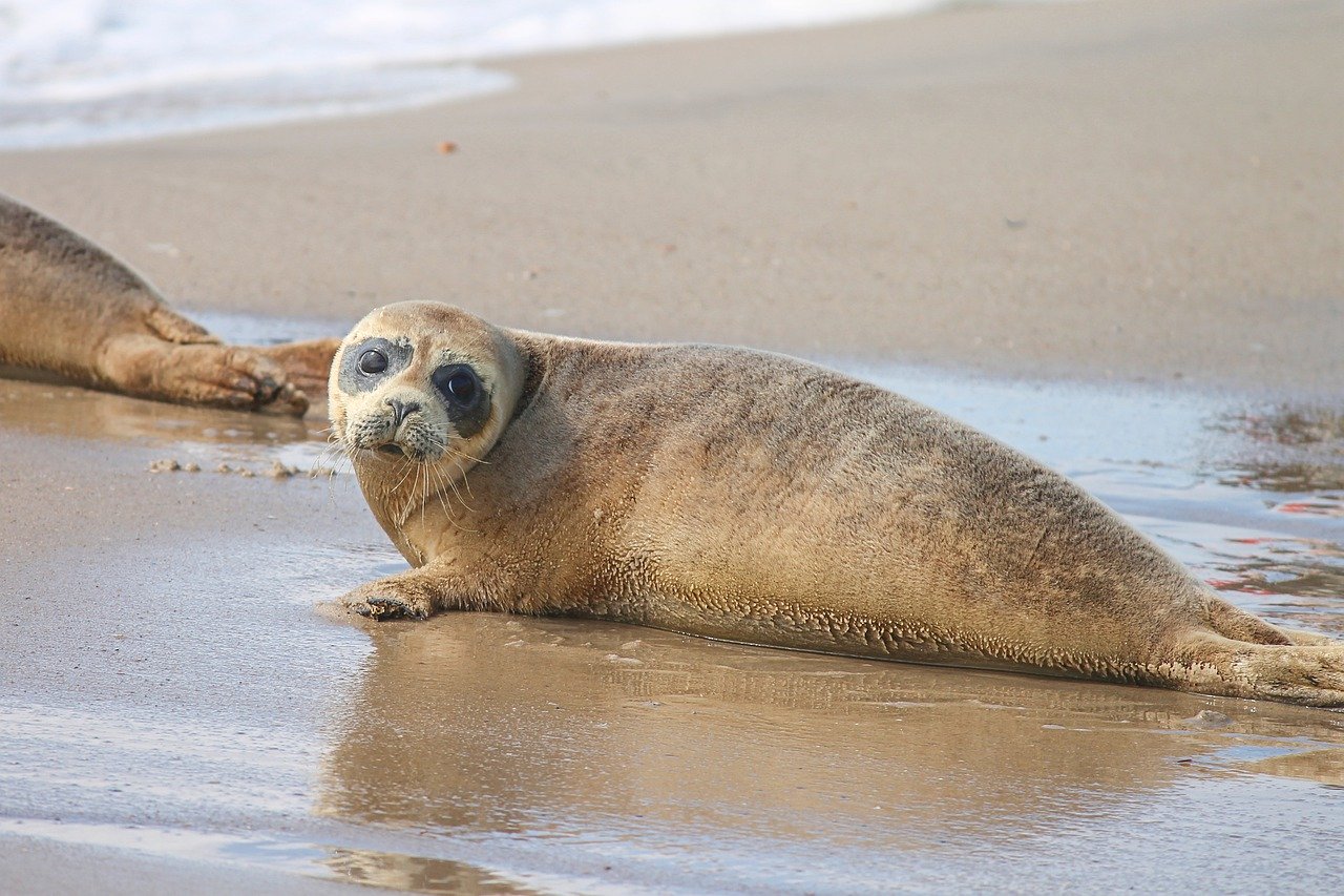 A picture of a desirable, flabby seal! <3