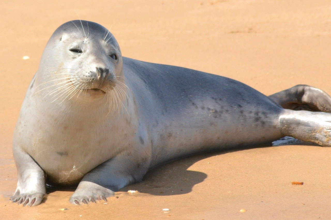 A picture of a lovable, podgy seal! <3
