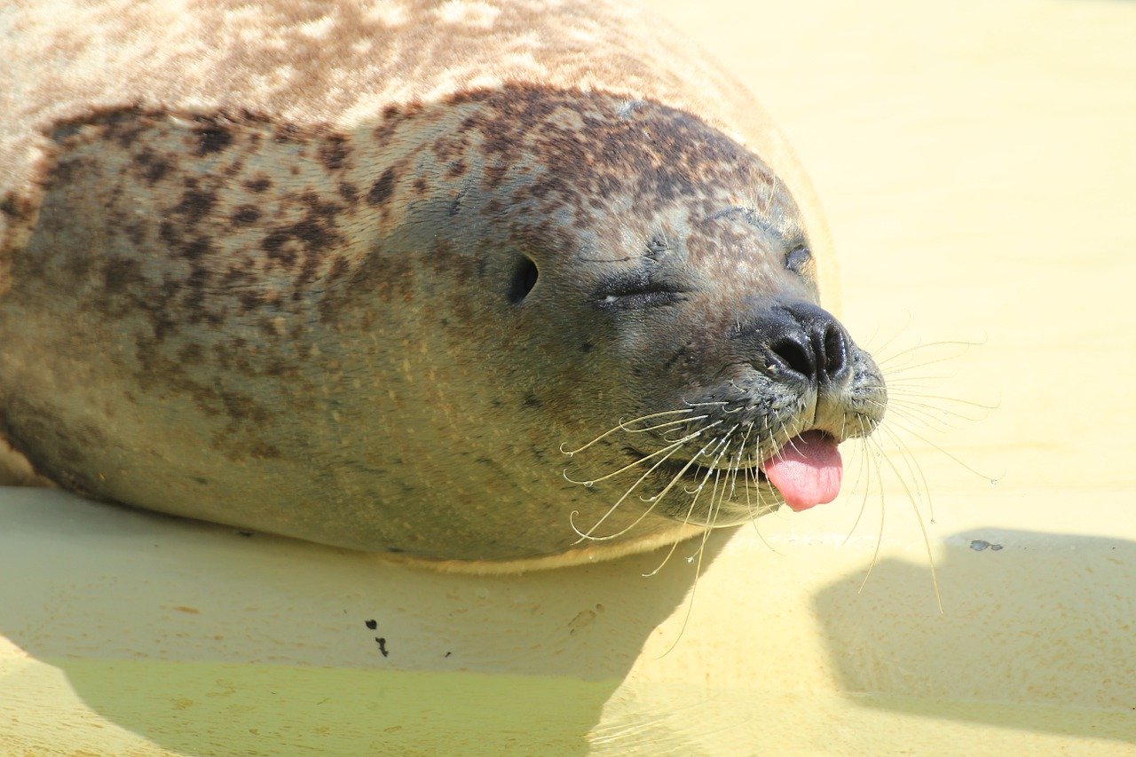 A picture of a adorable, plumpish seal! <3