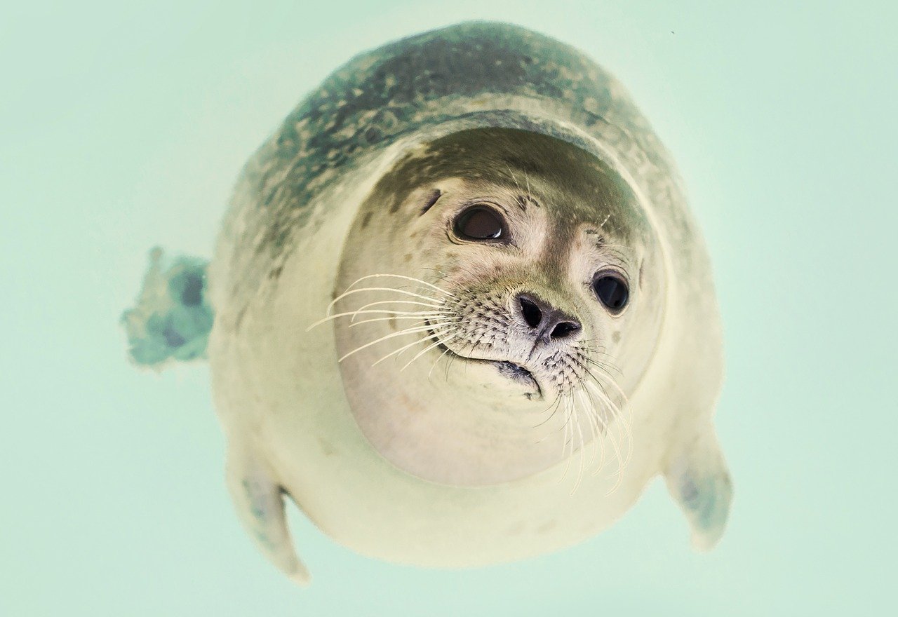 A picture of a magnetizing, pudgy seal! <3