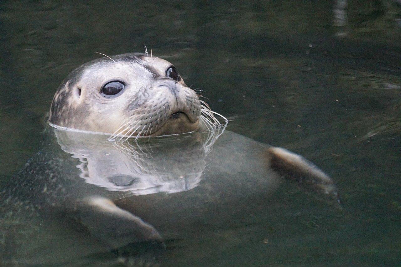 A picture of a adorable, portly seal! <3