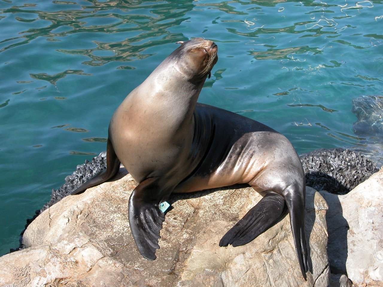 A picture of a nice, portly seal! <3