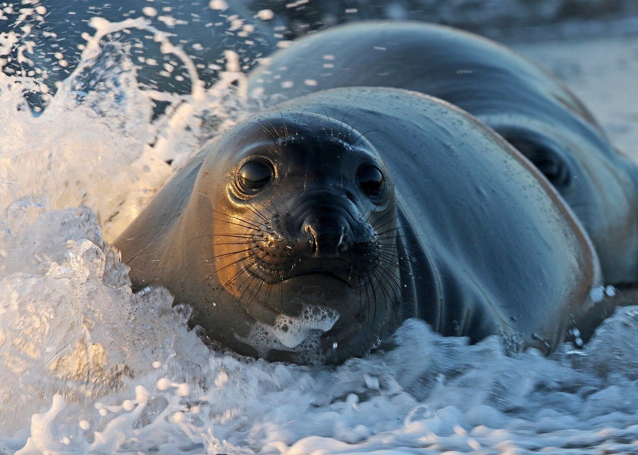 A picture of a tantalizing, full-figured seal! <3