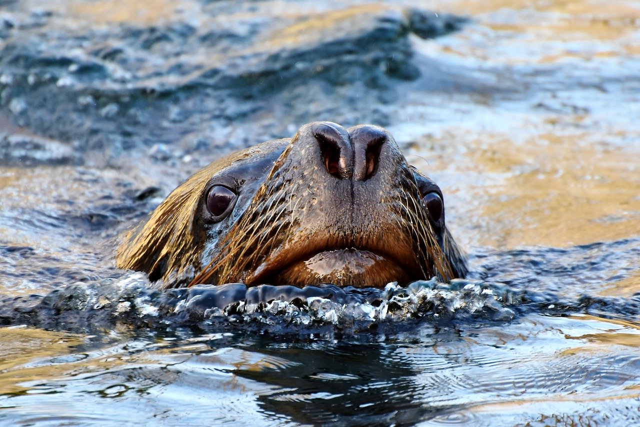 A picture of a seductive, round seal! <3