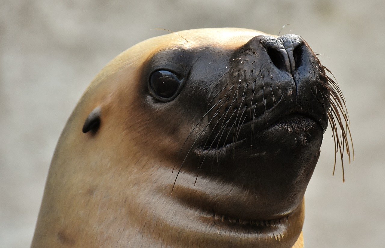 A picture of a elegant, bearish seal! <3