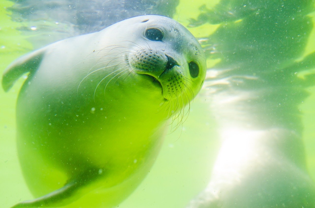 A picture of a lovable, plump seal! <3