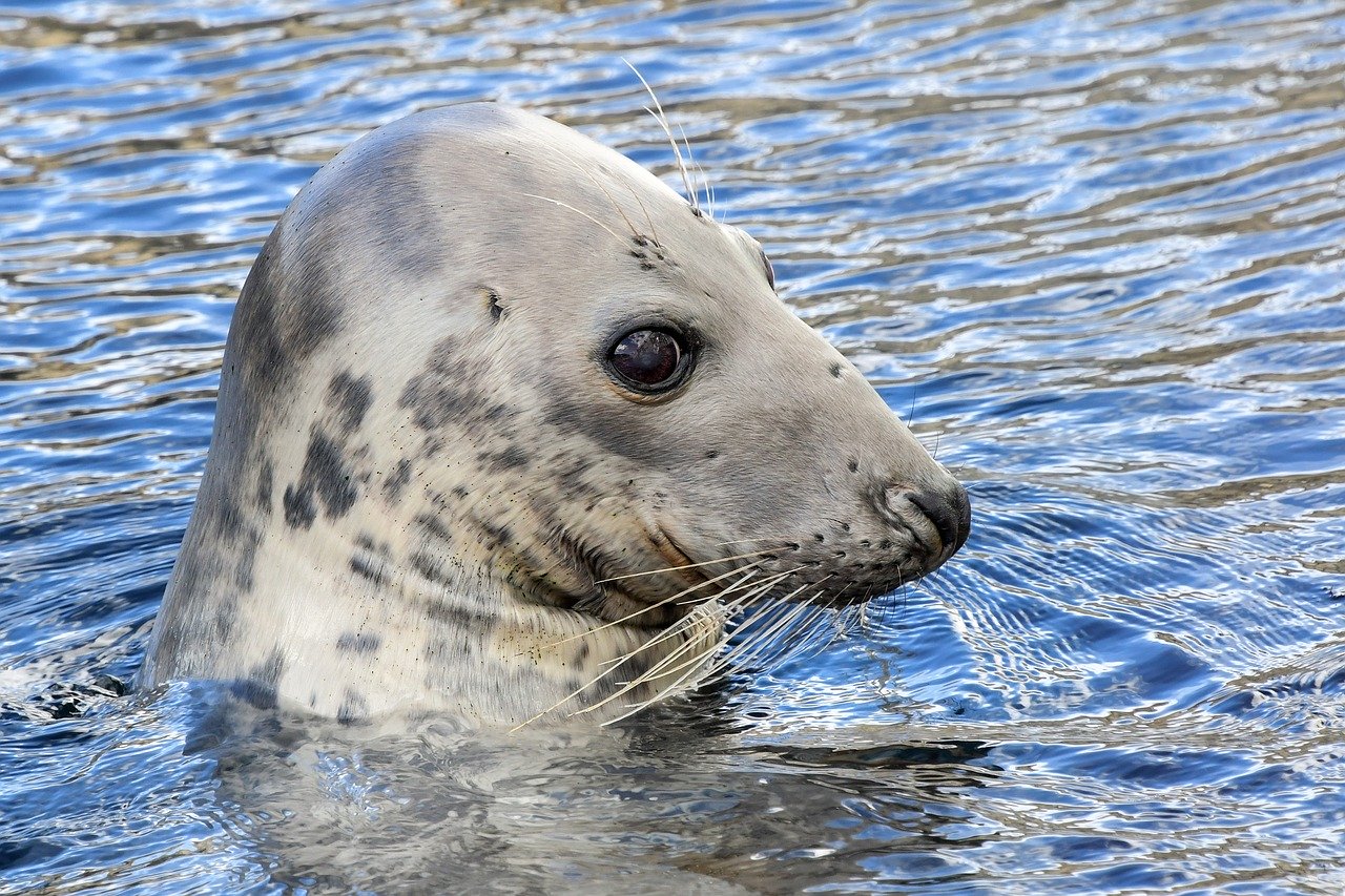 A picture of a fetching, chunky seal! <3