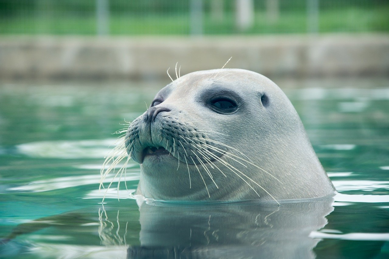 A picture of a tantalizing, butterball seal! <3