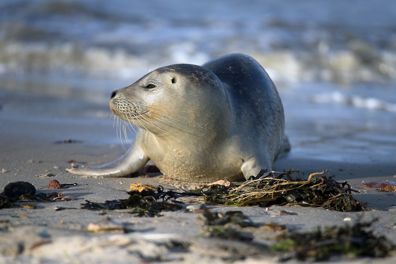A picture of a sweet, fatty seal! <3