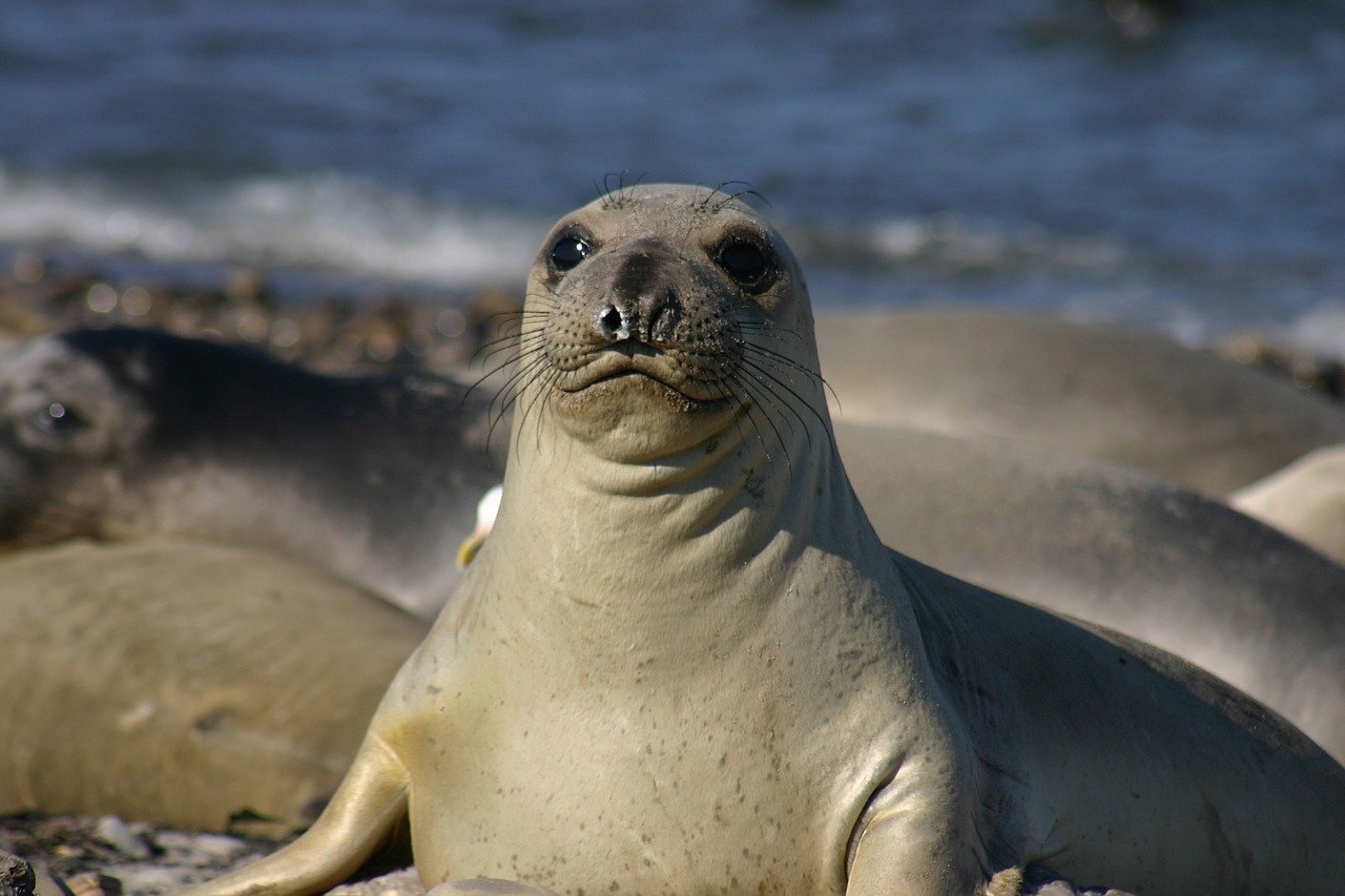 A picture of a precious, ample seal! <3