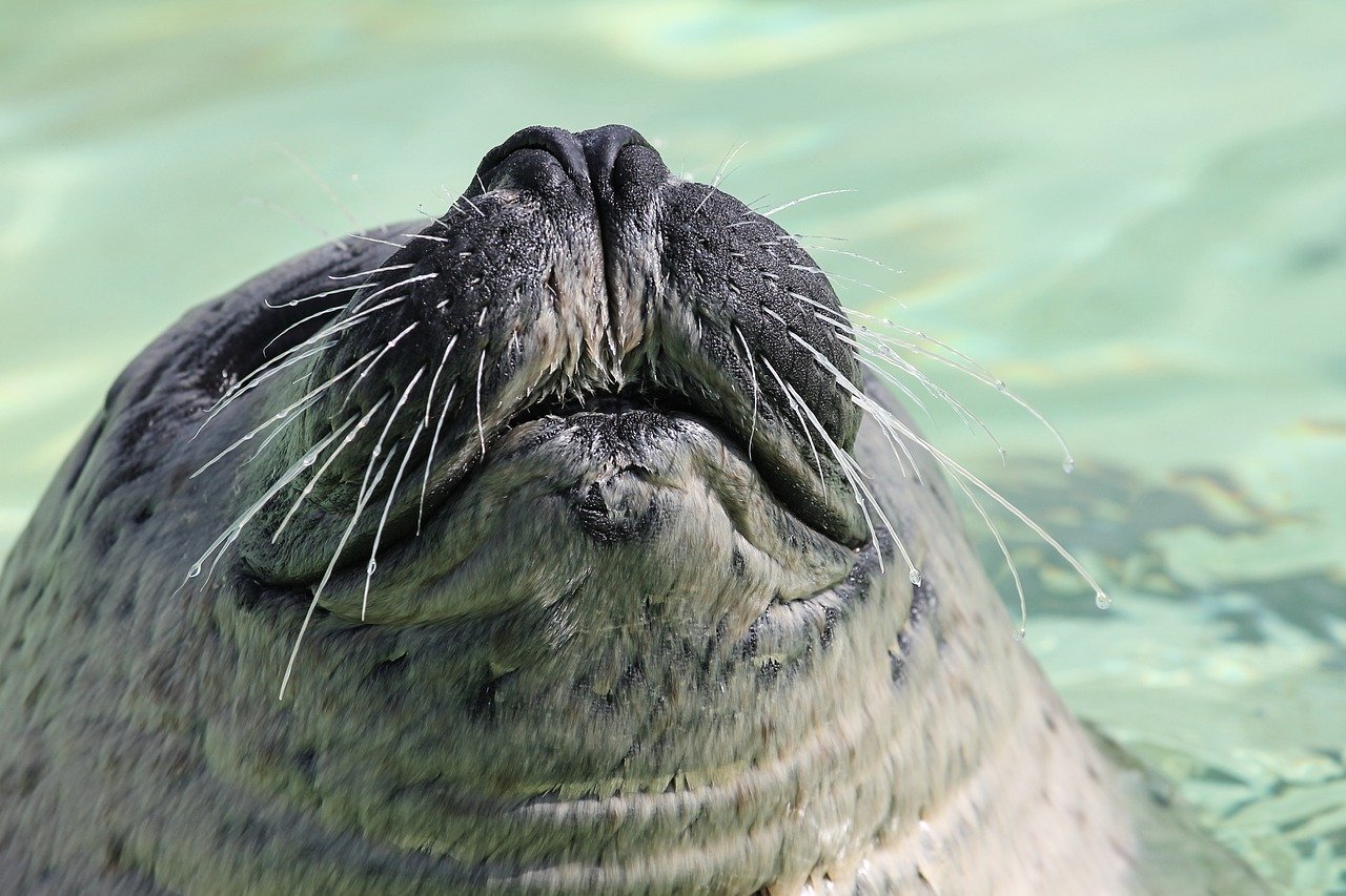 A picture of a irresistible, plump seal! <3