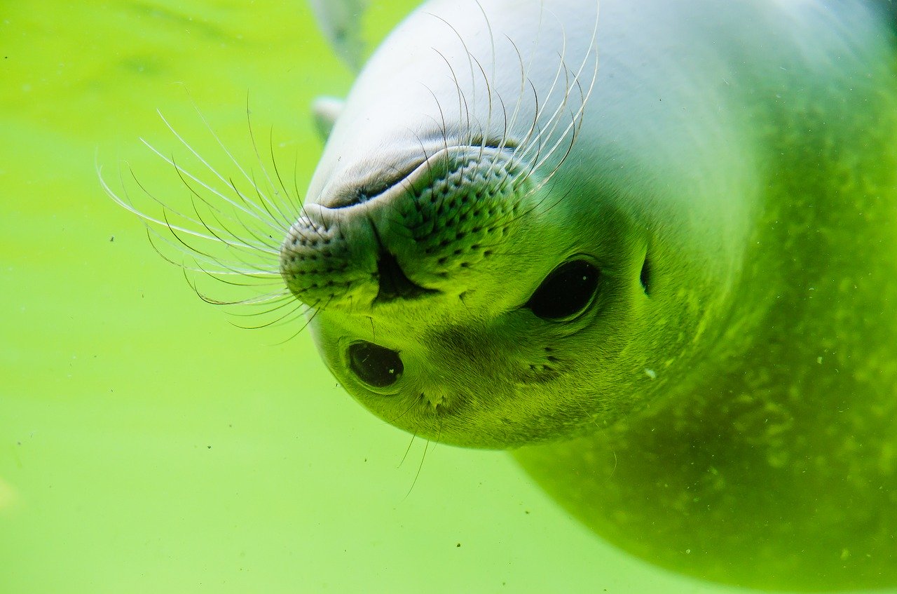 A picture of a entrancing, roly-poly seal! <3