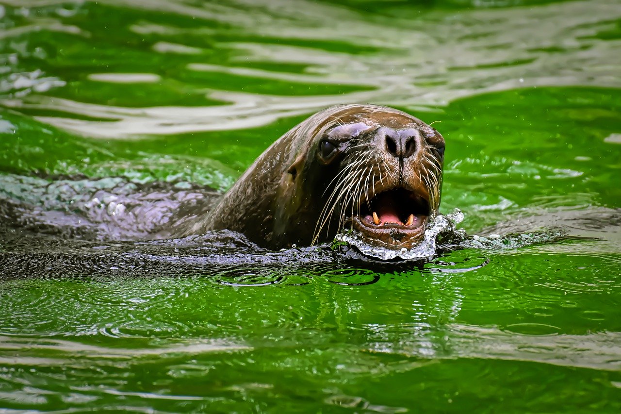 A picture of a heavenly, stout seal! <3