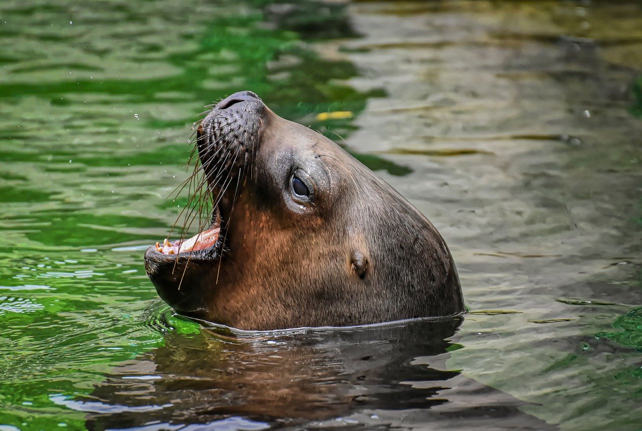 A picture of a pretty, full-figured seal! <3