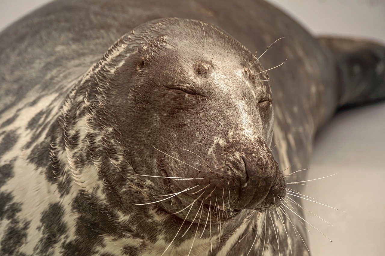 A picture of a charming, rotund seal! <3
