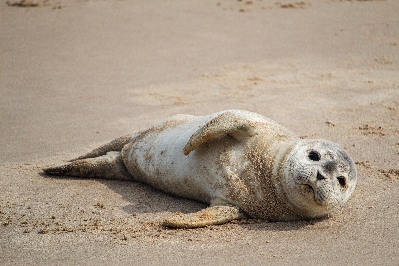 A picture of a dear, portly seal! <3