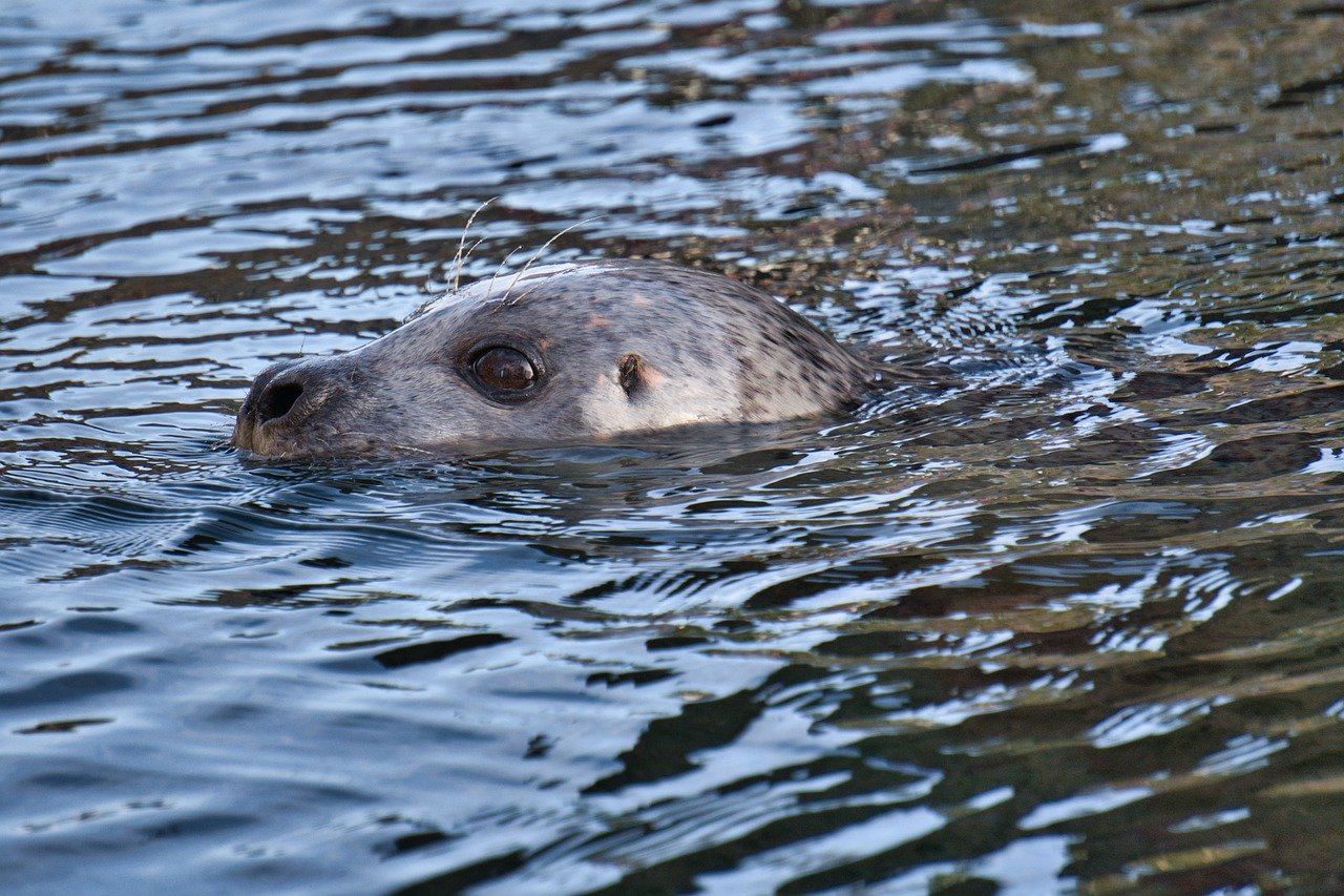 A picture of a cute, husky seal! <3