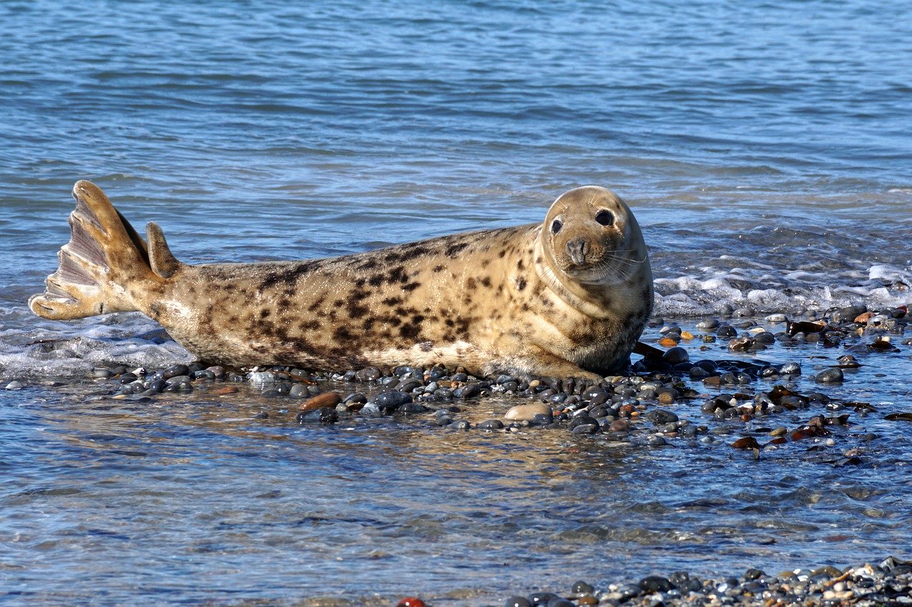 A picture of a heavenly, roly-poly seal! <3