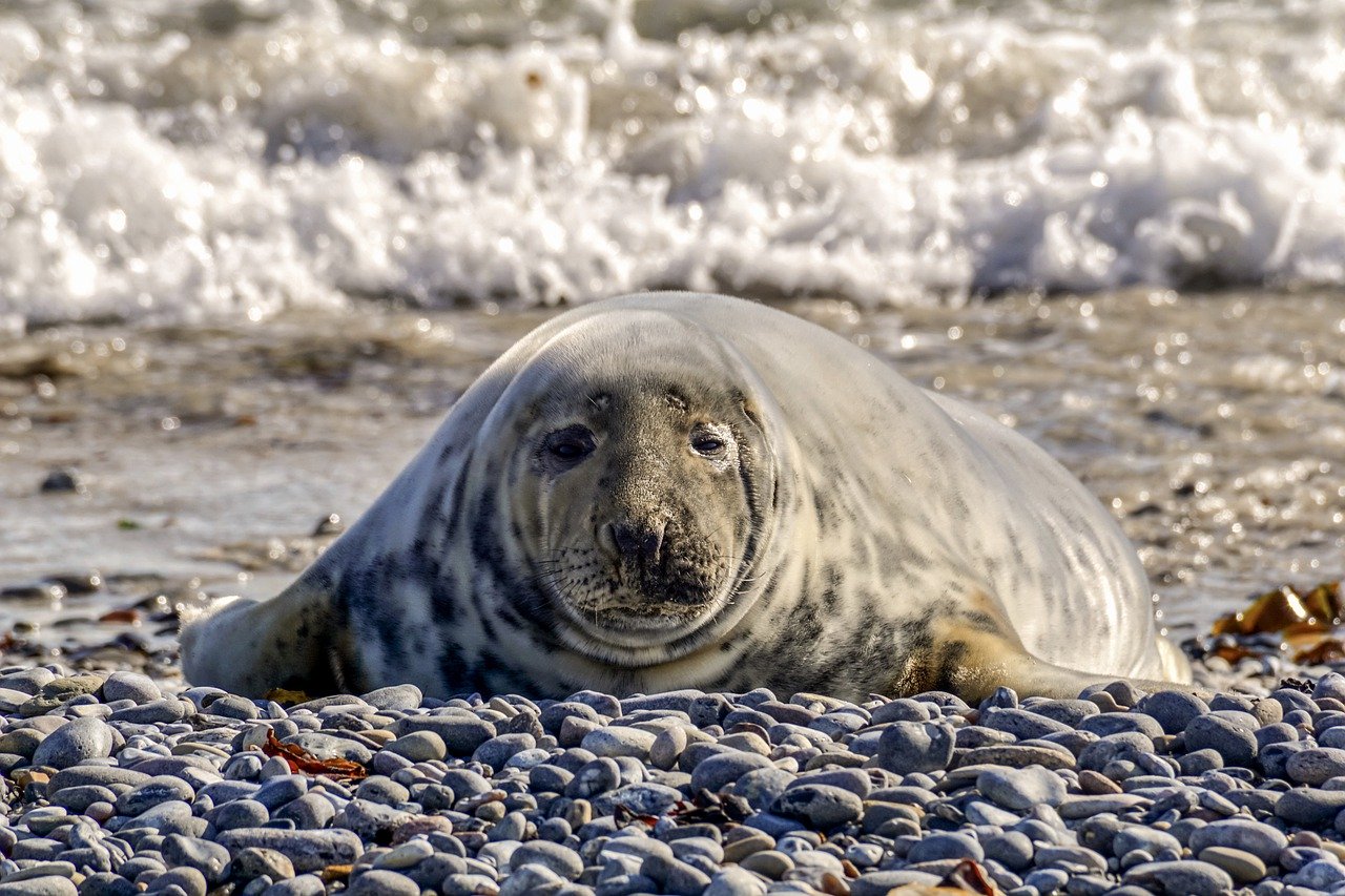 A picture of a delicious, chunky seal! <3
