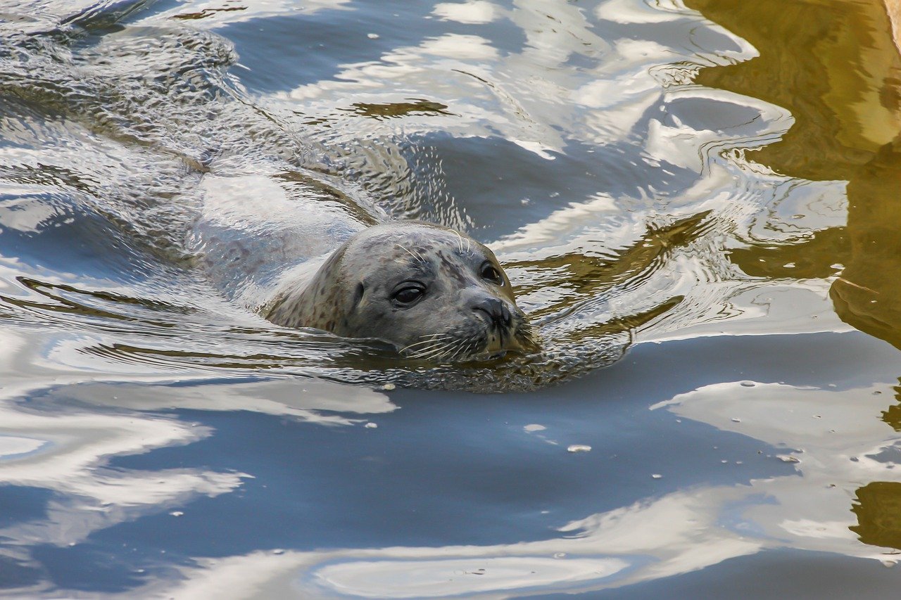 A picture of a titillating, big seal! <3