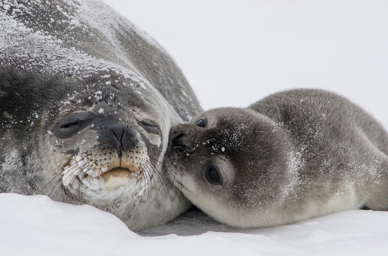 A picture of a lovely, plumpish seal! <3