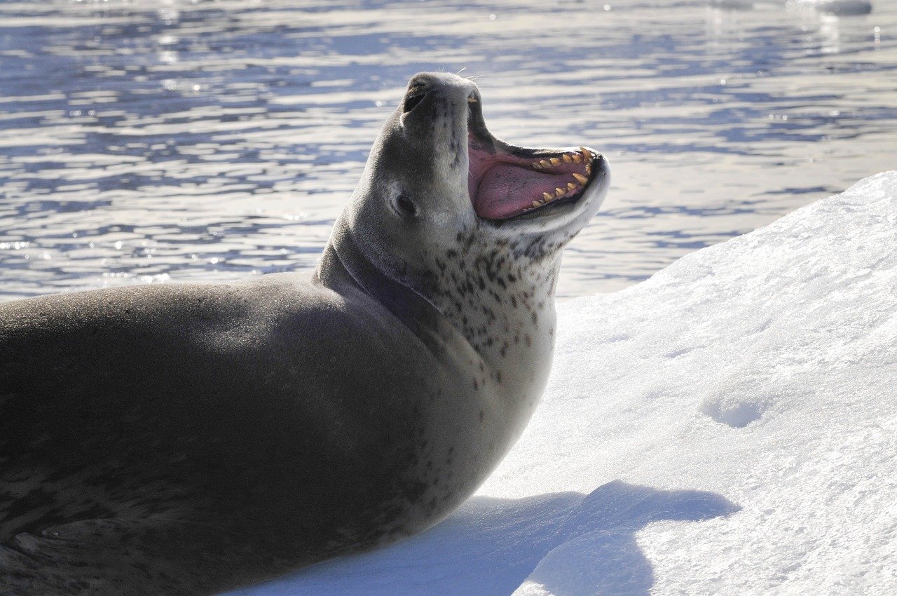 A picture of a magnetizing, portly seal! <3
